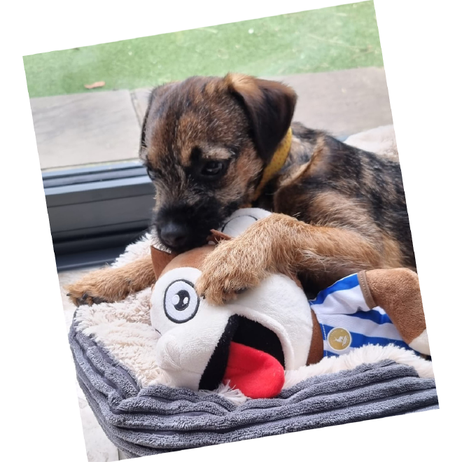 Puppy Brunel enjoing his new friend H&rsquo;Angus